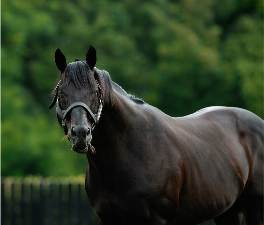 Coolmore America | Home Of Champions Experience - Coolmore America