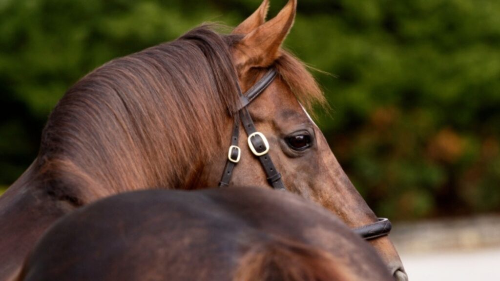 私たちについて - Coolmore