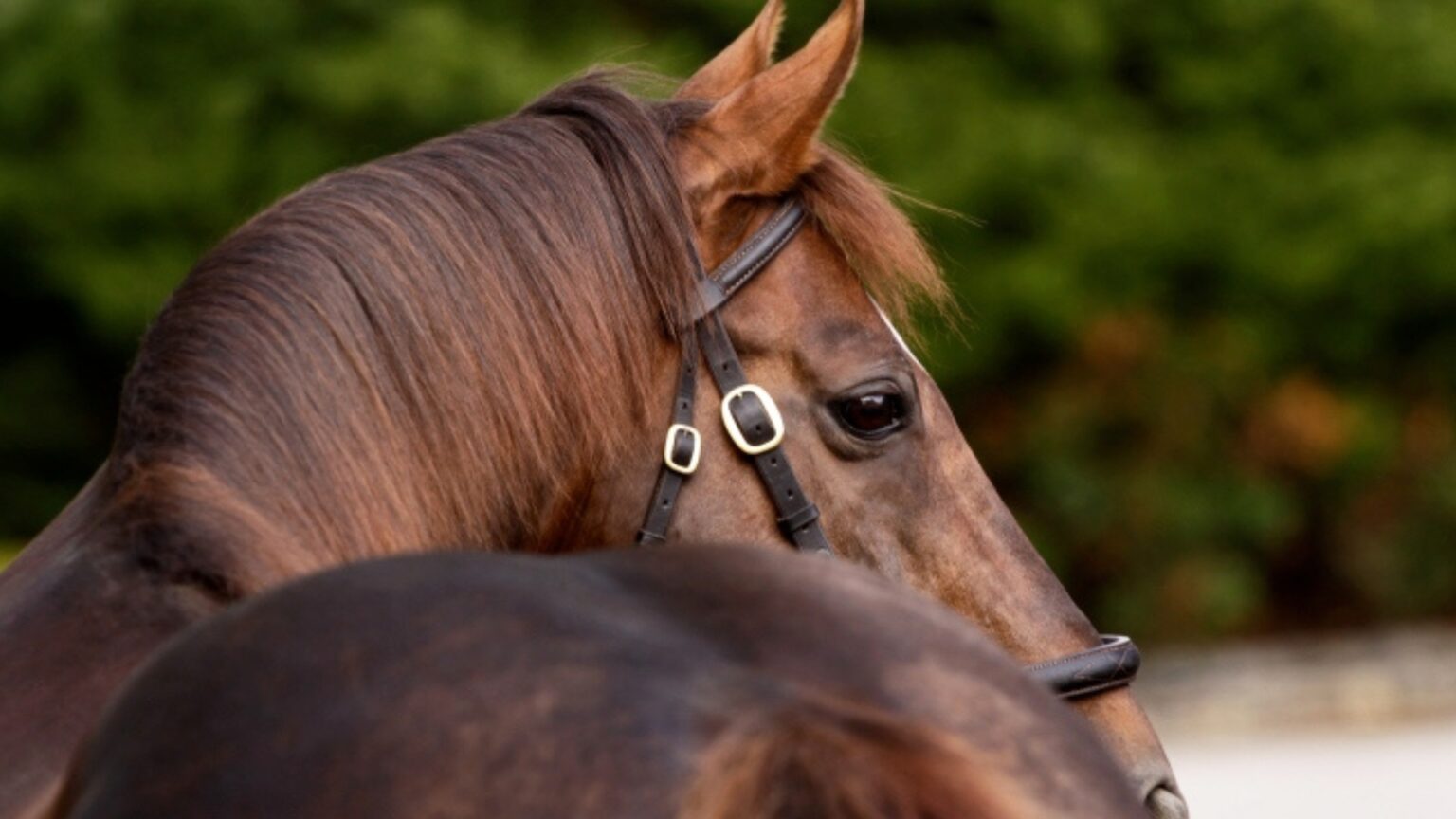 私たちについて - Coolmore