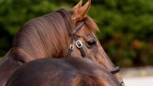 私たちについて - Coolmore