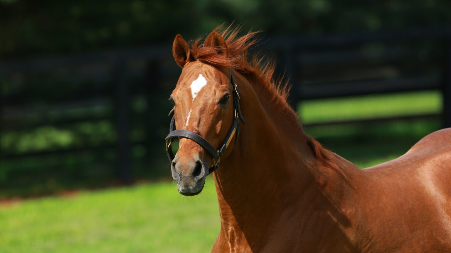 【非売品】クールモア・スタッド (海外競馬・種牡馬) ウートンバセットの種付け料、クールモアで最高額の20万ユーロに | JRA