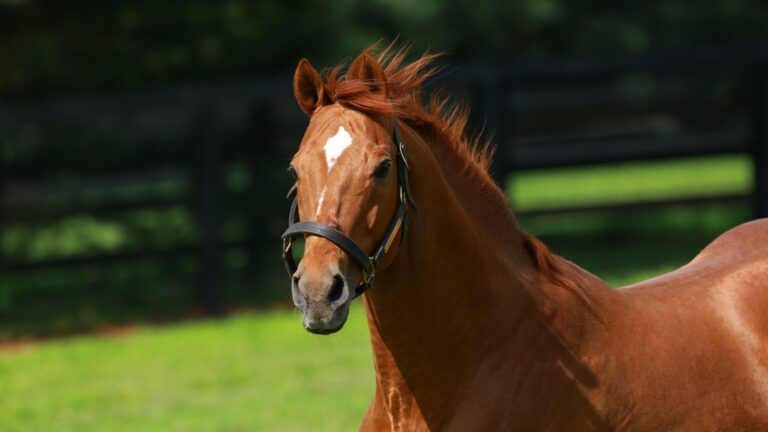 【非売品】クールモア・スタッド (海外競馬・種牡馬) 私たちについて - Coolmore